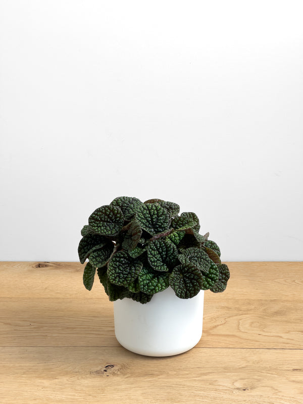 Peperomia Green Bubble