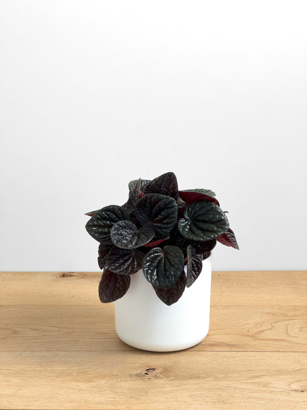 Peperomia Chocolat
