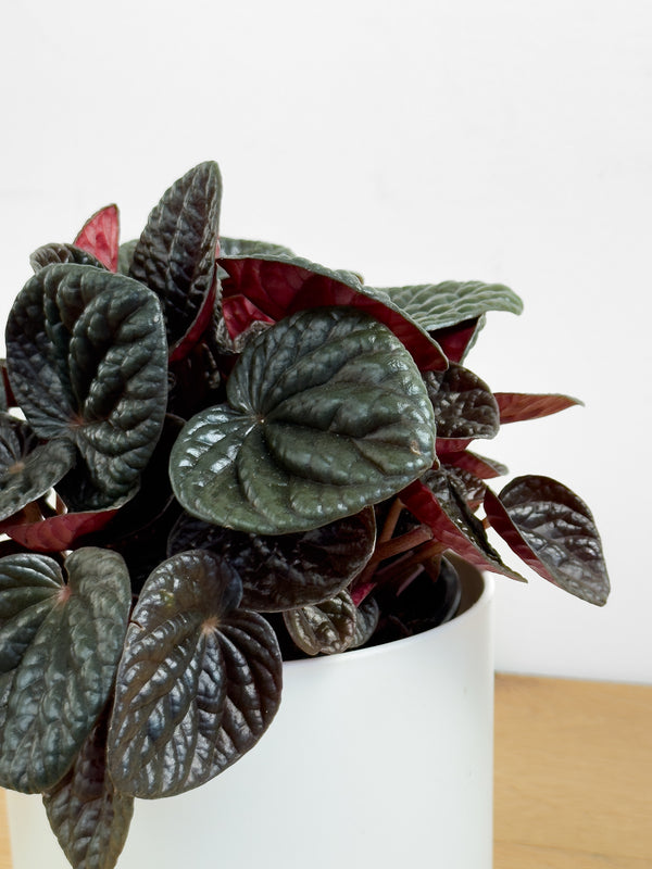 Peperomia Chocolat