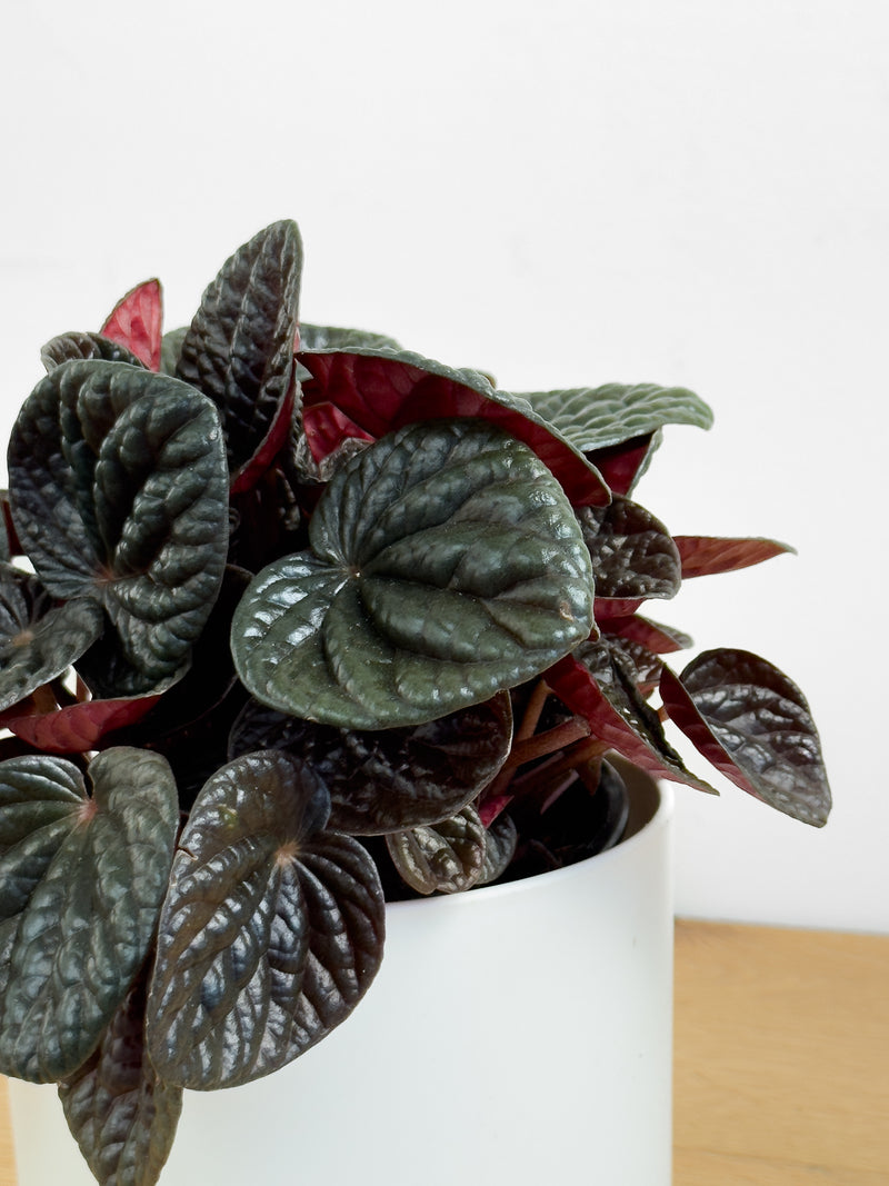 Peperomia Chocolat