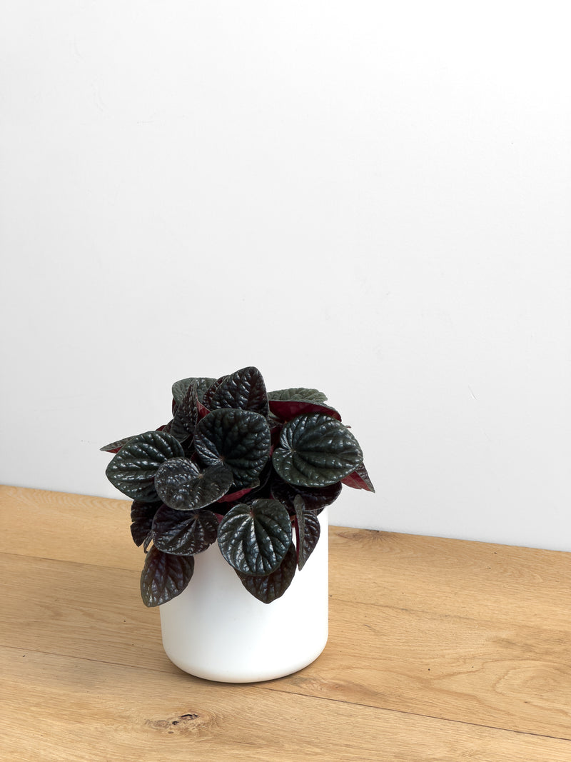 Peperomia Chocolat