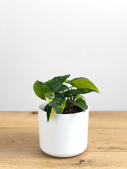 Syngonium Aurea
