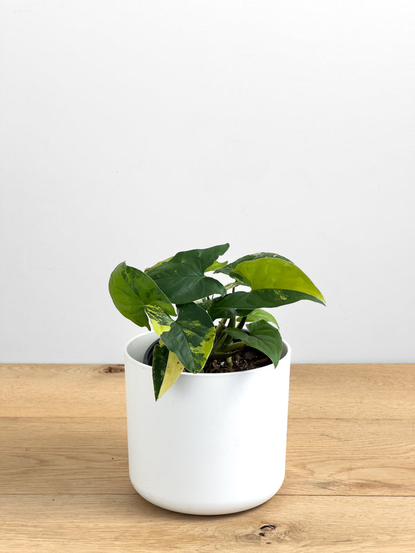 Syngonium Aurea