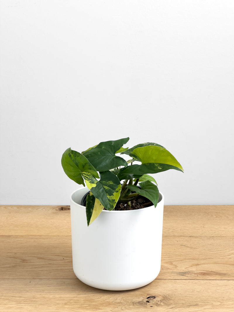 Syngonium Aurea