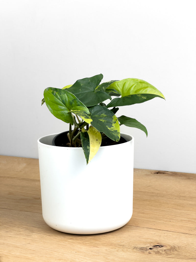 Syngonium Aurea