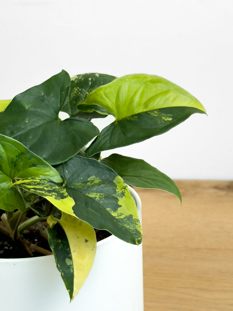 Syngonium Aurea