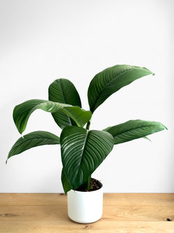 Spathiphyllum Sensation