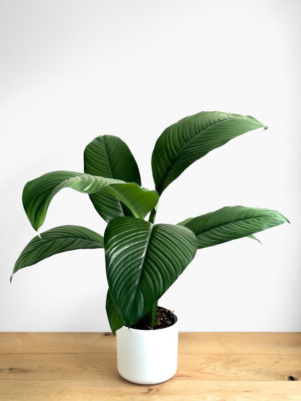 Spathiphyllum Sensation