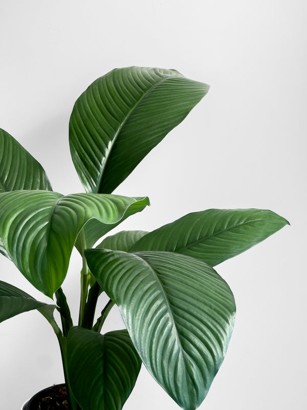 Spathiphyllum Sensation