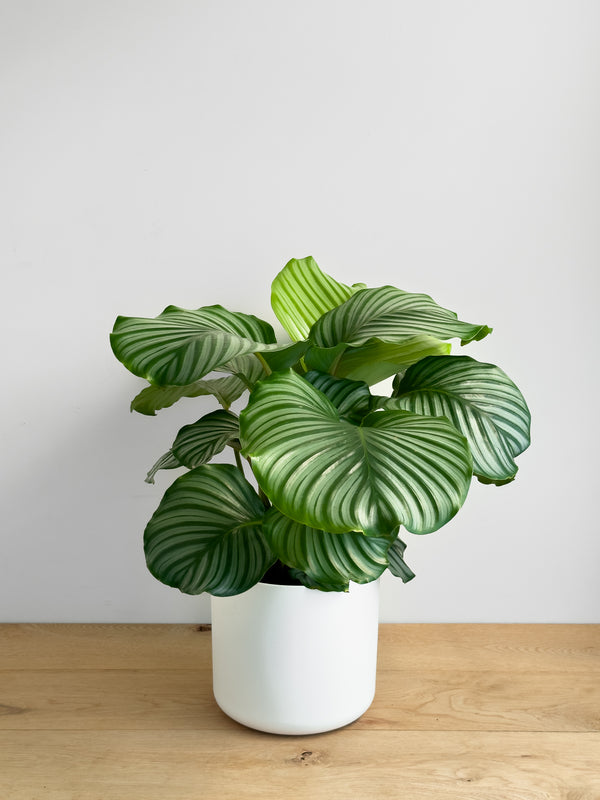 Calathea Orbifolia
