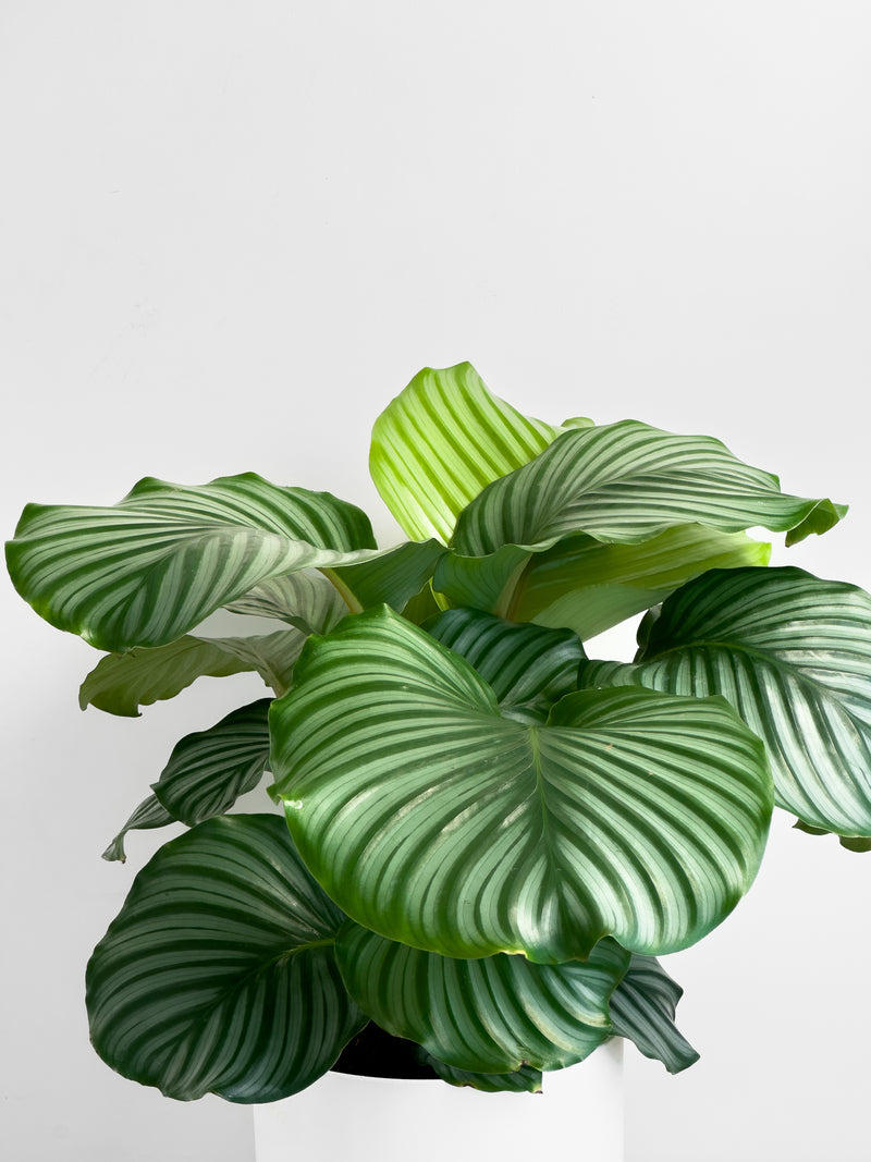 Calathea Orbifolia