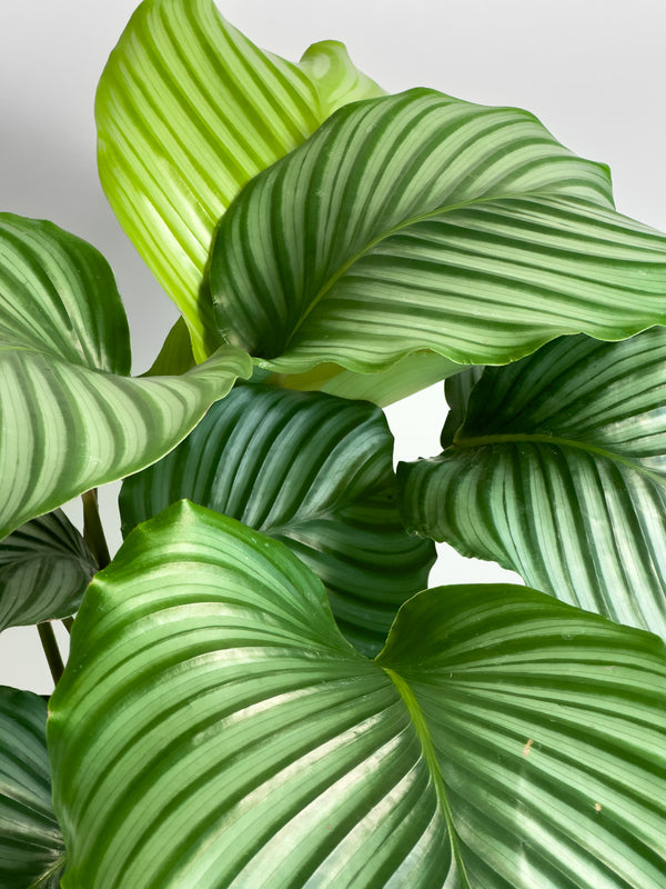 Calathea Orbifolia