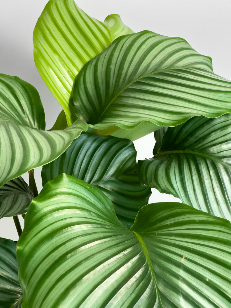 Calathea Orbifolia