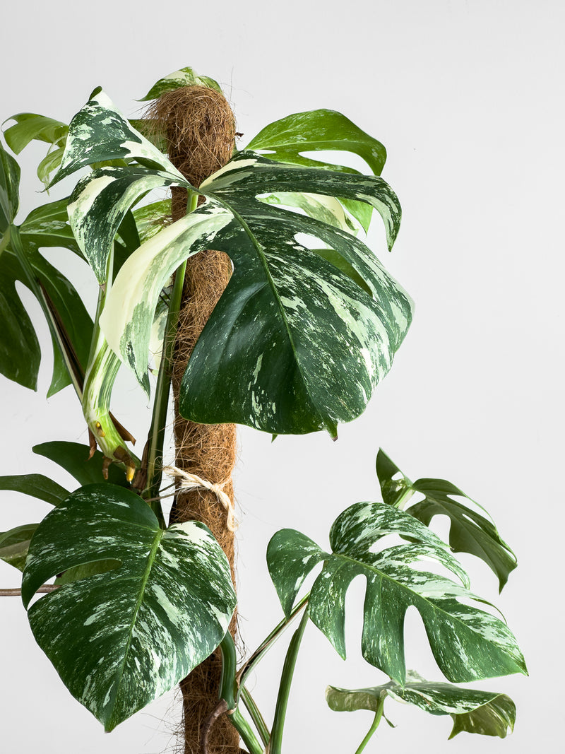 Monstera Albo (1)