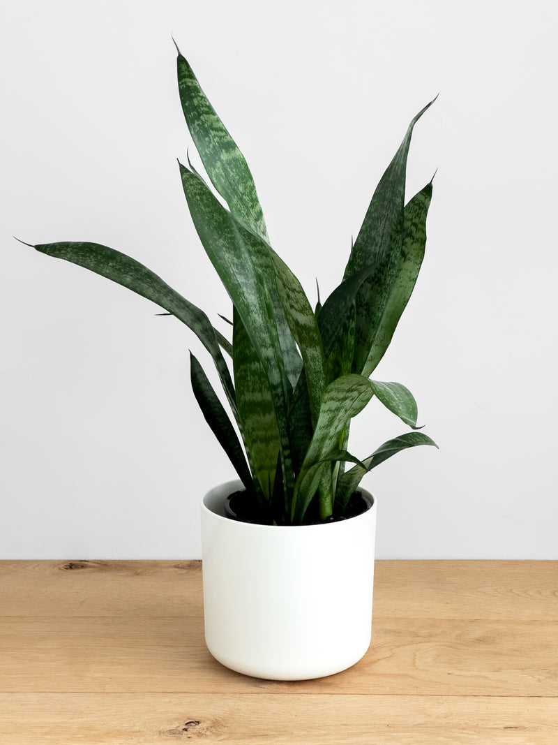 snake black coral plant Sansevieria Black Coral – Johnny Jungle