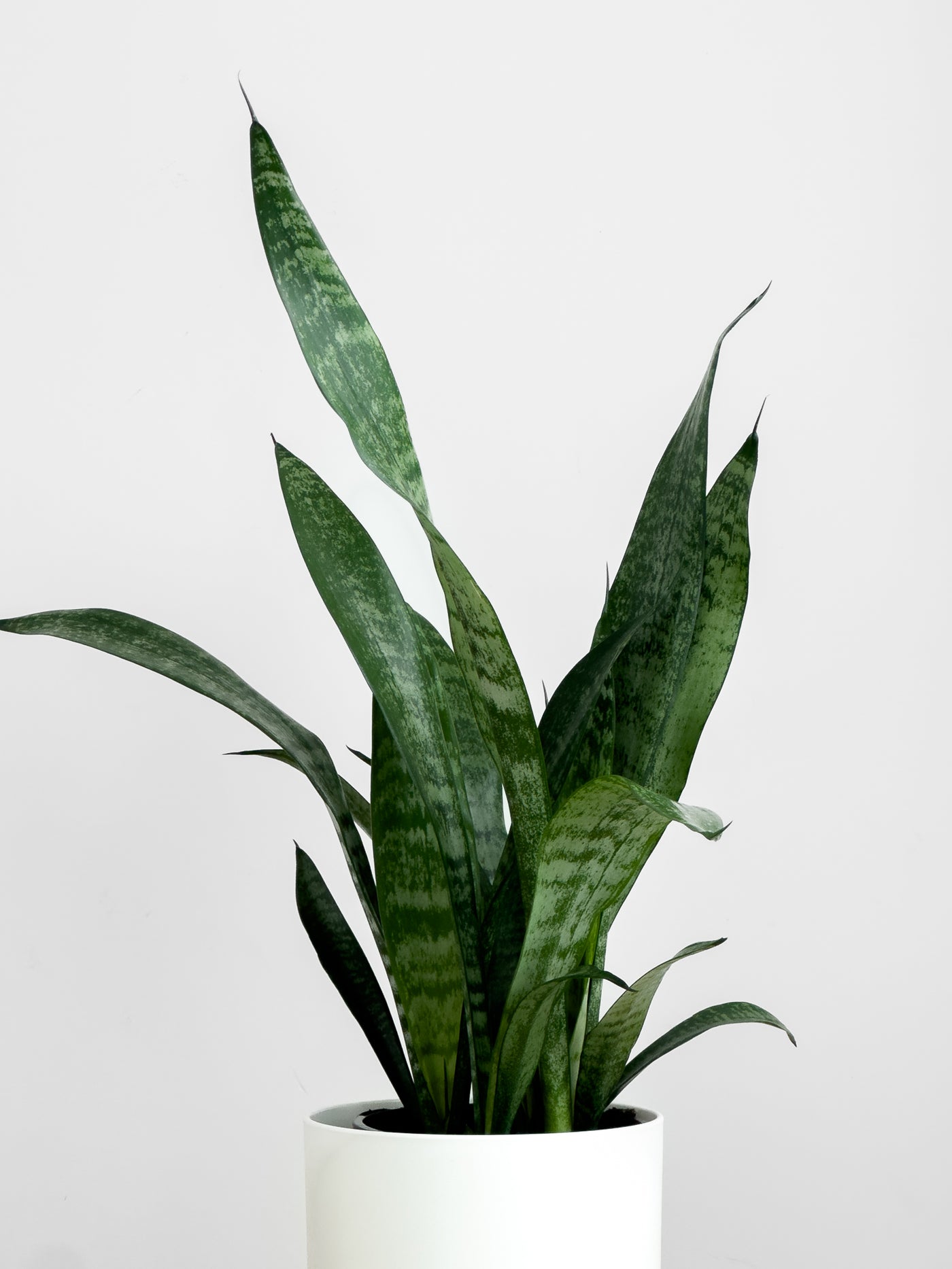 faux snake plant nz Sansevieria Black Coral – Johnny Jungle