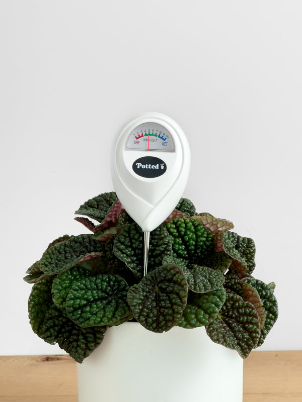 Moisture Meter