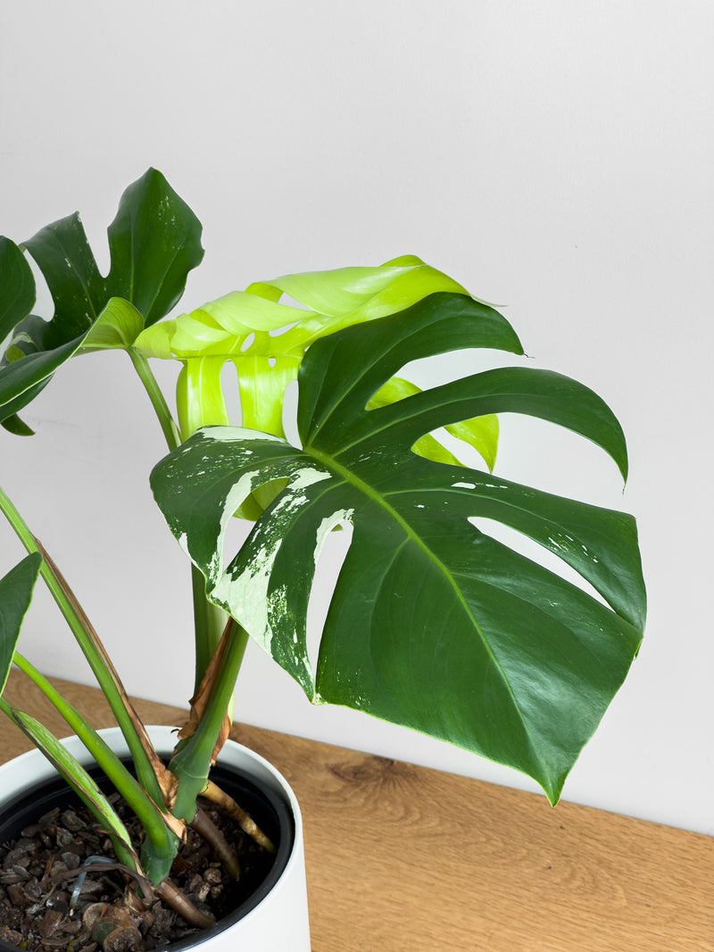 Monstera Albo (3)