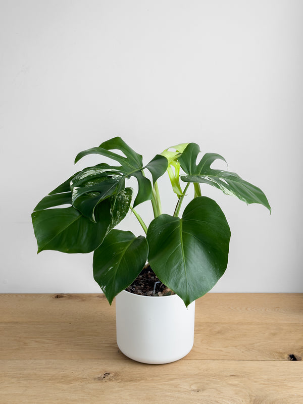 Monstera Albo (3)
