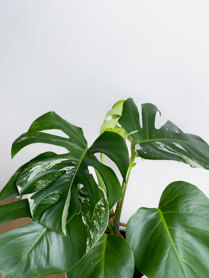 Monstera Albo (3)