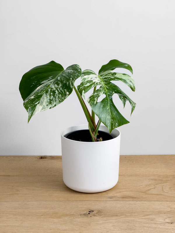 Monstera Albo (2)