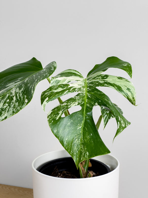 Monstera Albo (2)
