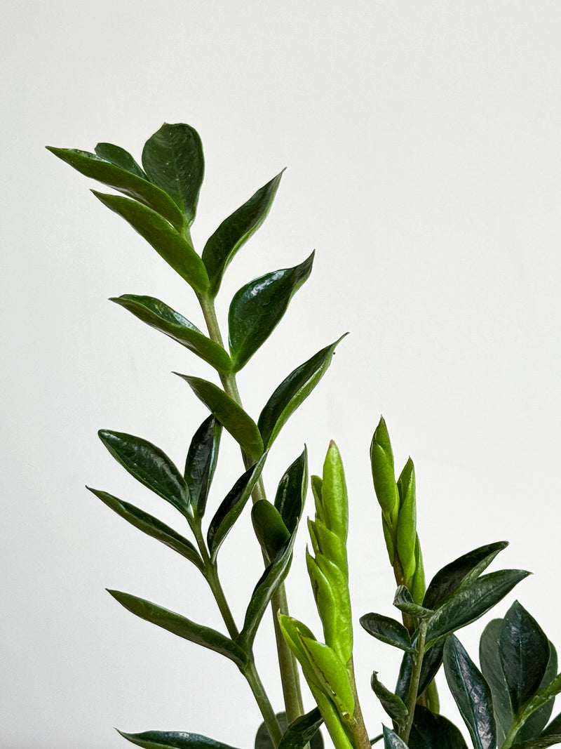 buy zz plant nz ZZ