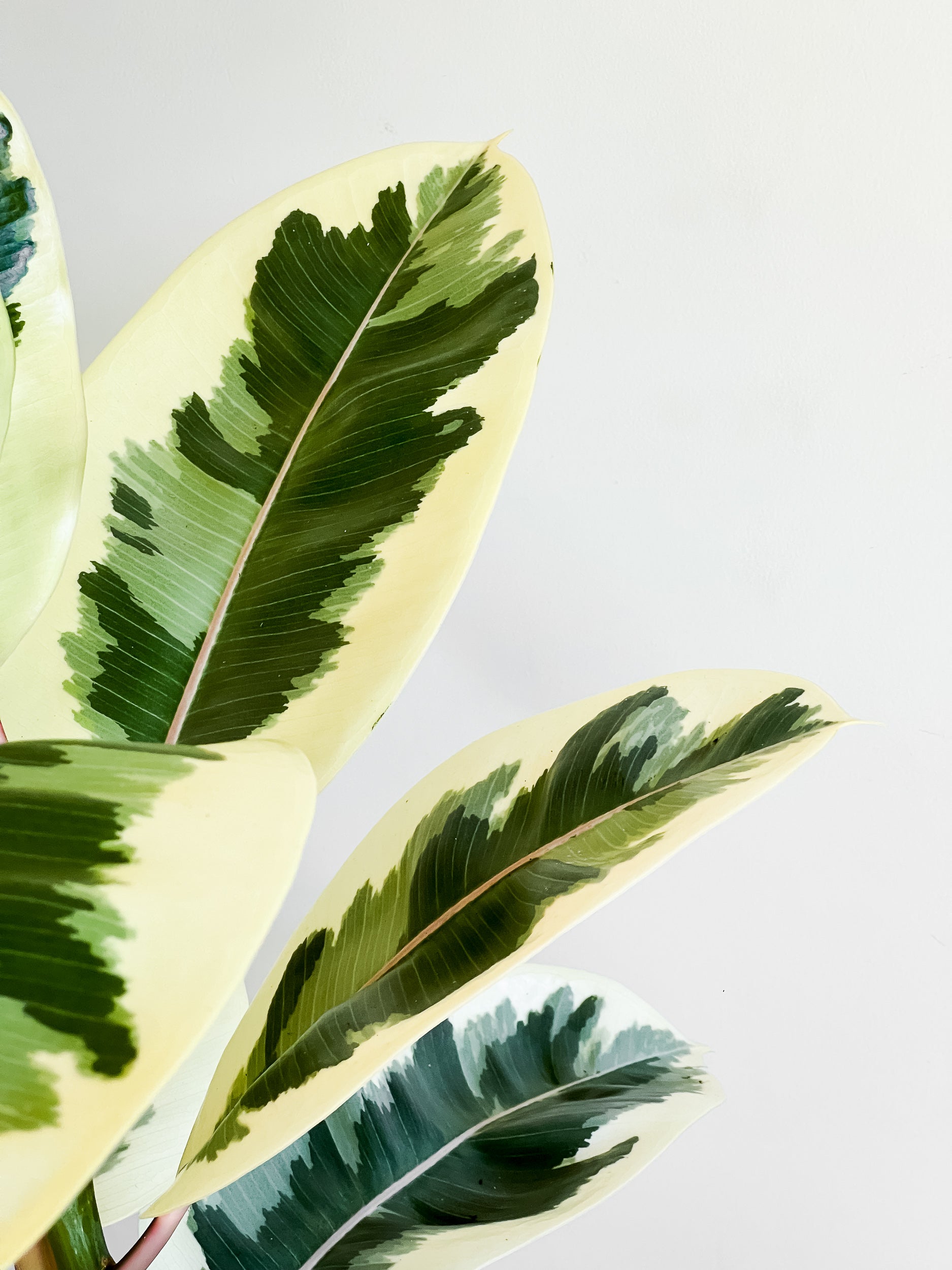 Ficus Elastica Tineke Buy Indoor Plants Delivery NZ wide Johnny