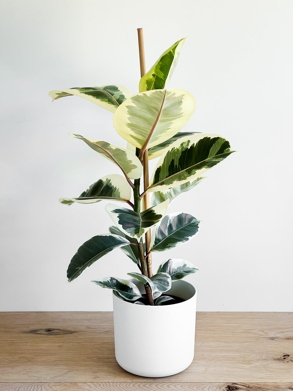 Ficus Elastica Tineke Buy Indoor Plants Delivery NZ wide Johnny