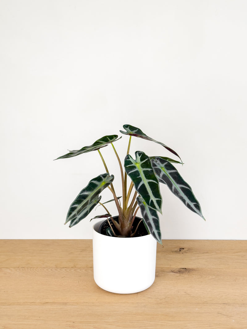Alocasia Bambino
