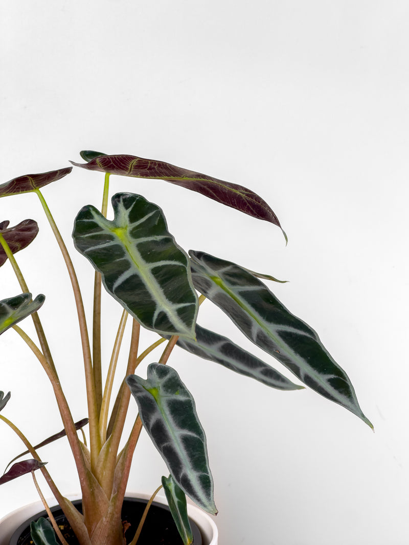 Alocasia Bambino