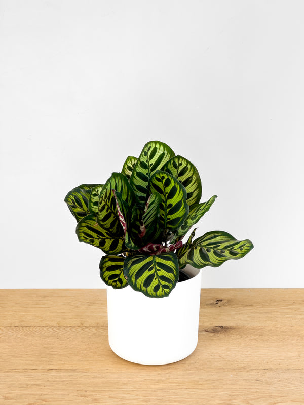 Calathea Makoyana