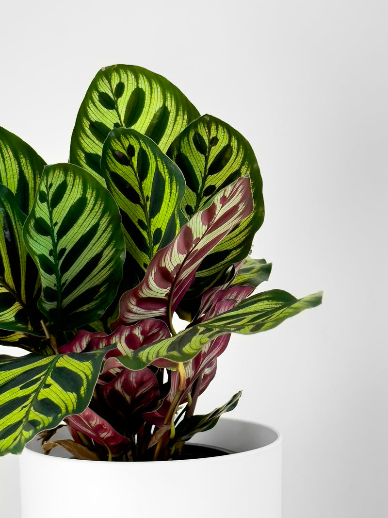 Calathea Makoyana