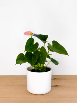 Anthurium Arisa Sweet