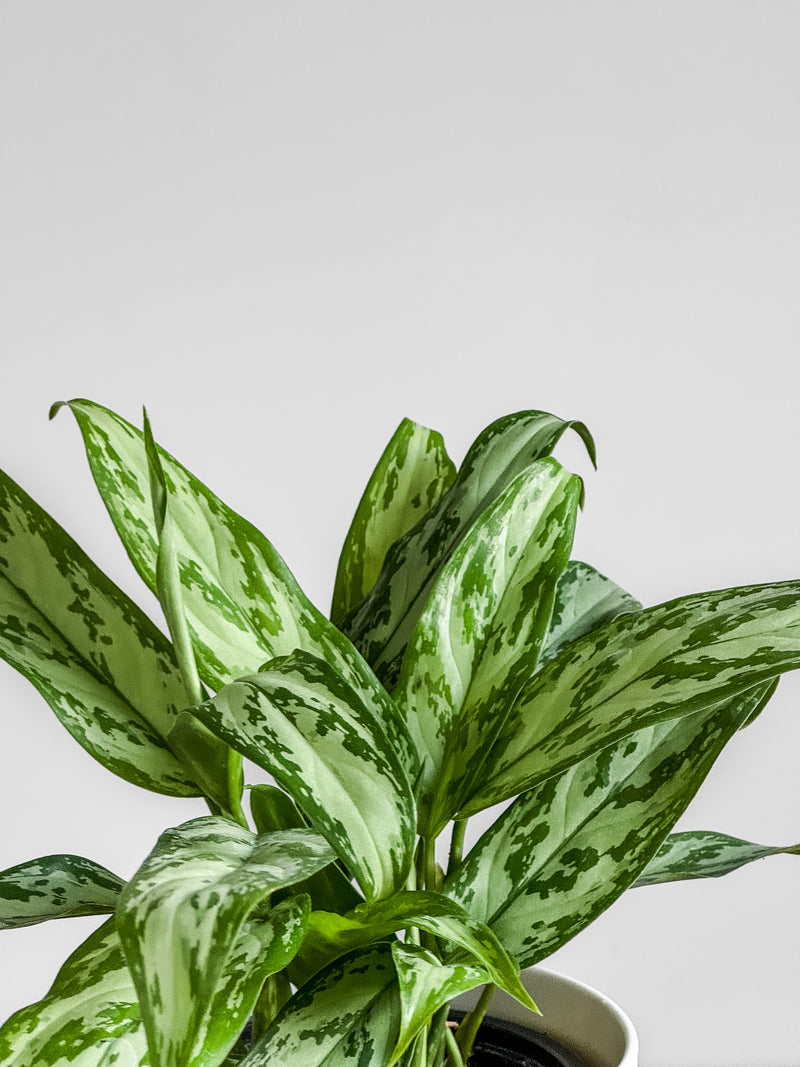 Aglaonema Silver Queen