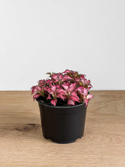 Fittonia - Pink