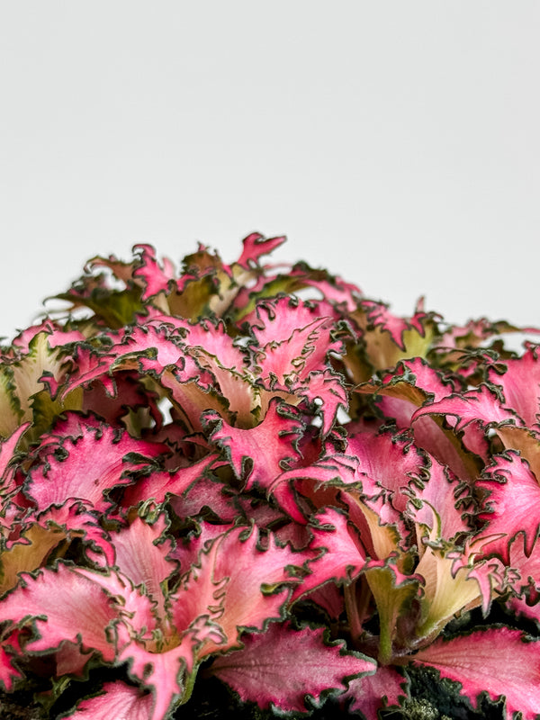 Fittonia - Pink