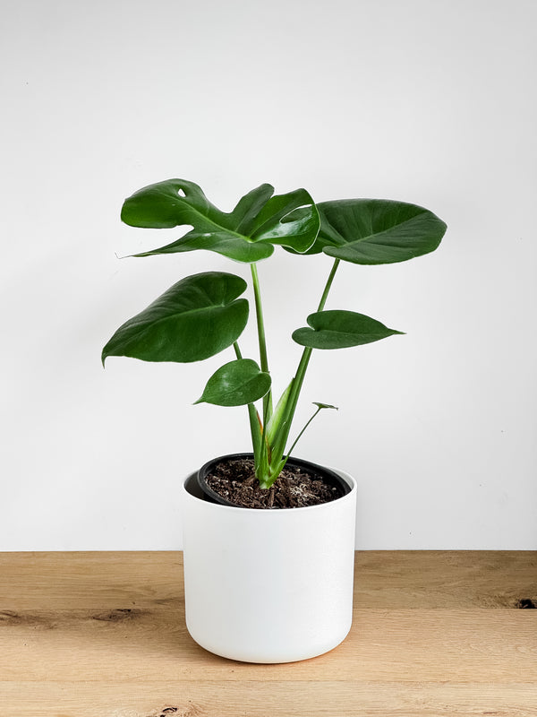 Monstera Deliciosa