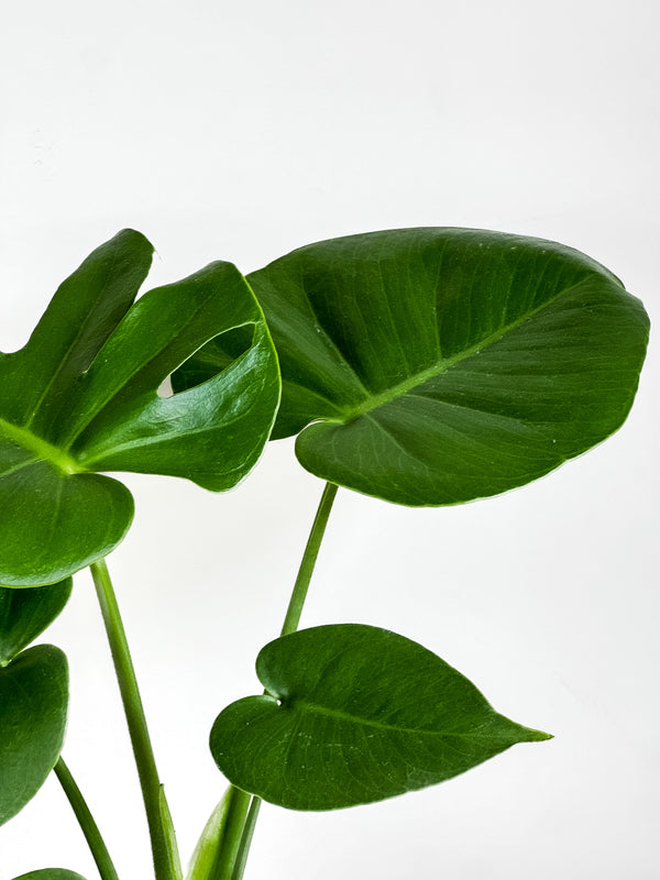 Monstera Deliciosa