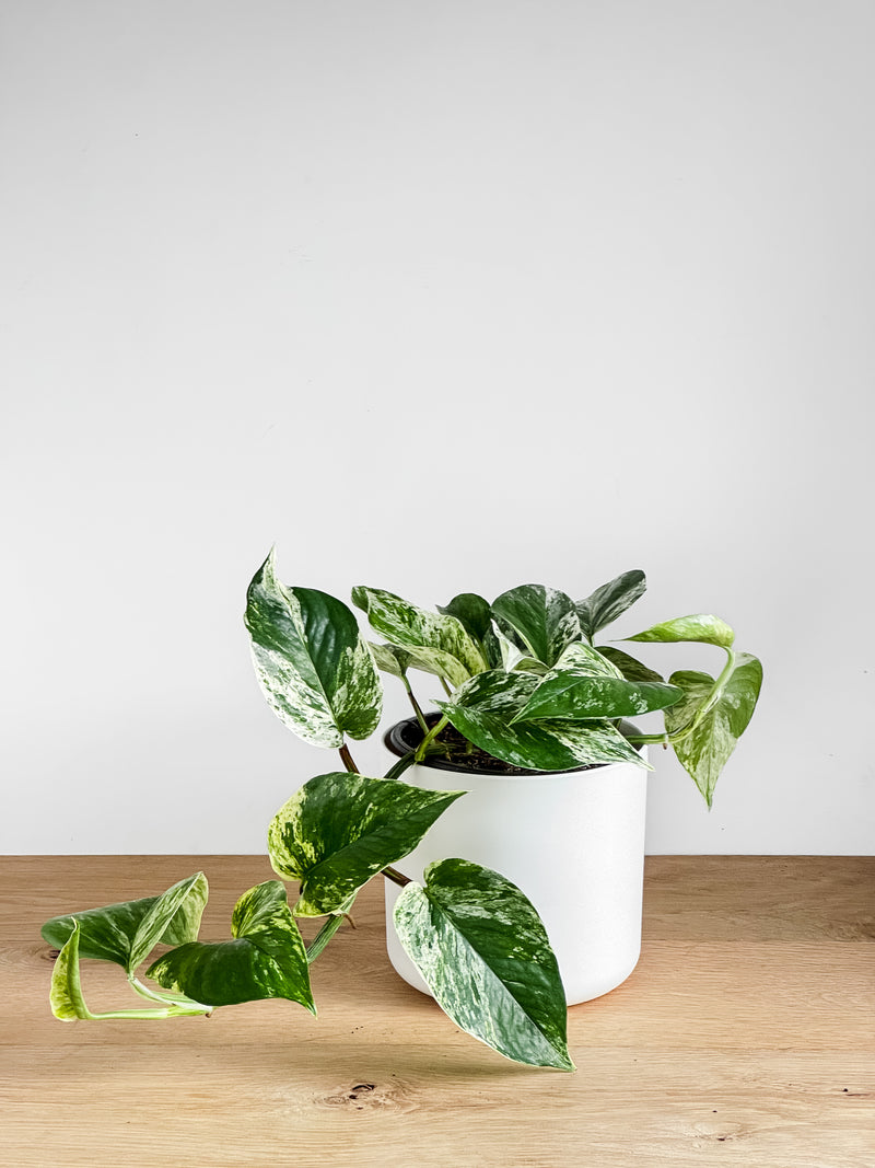 Marble Queen - Pothos