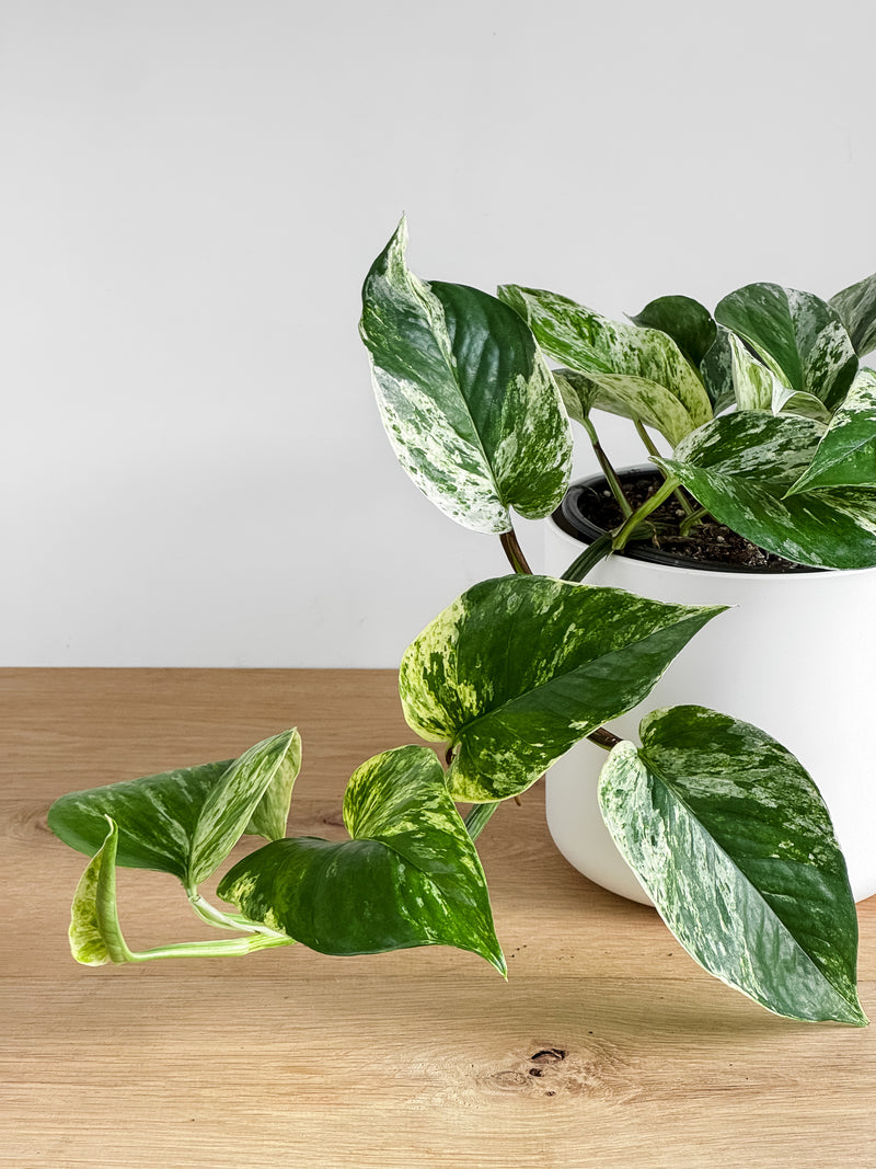 Marble Queen - Pothos