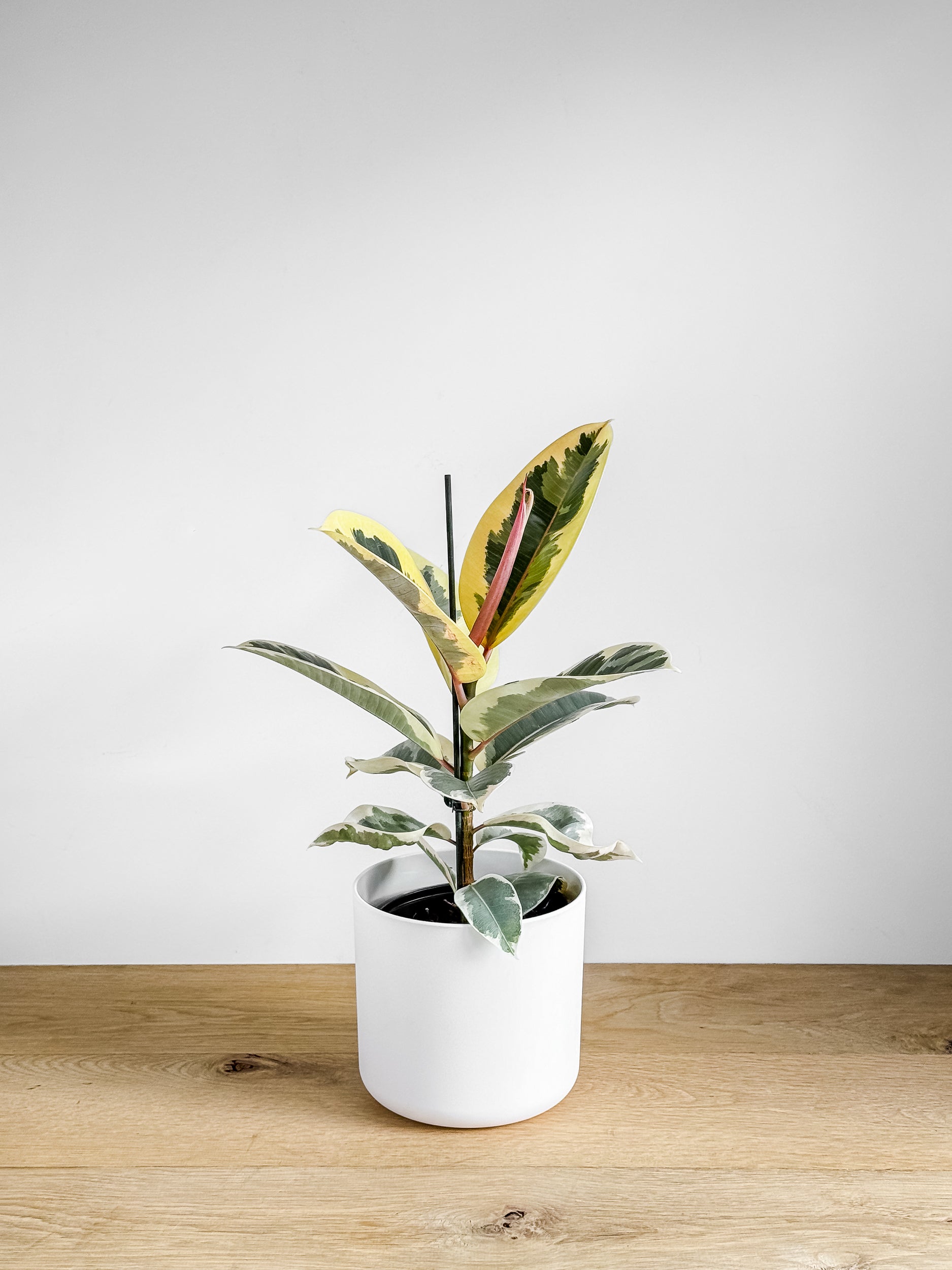Ficus Elastica Tineke Buy Indoor Plants Delivery NZ wide Johnny