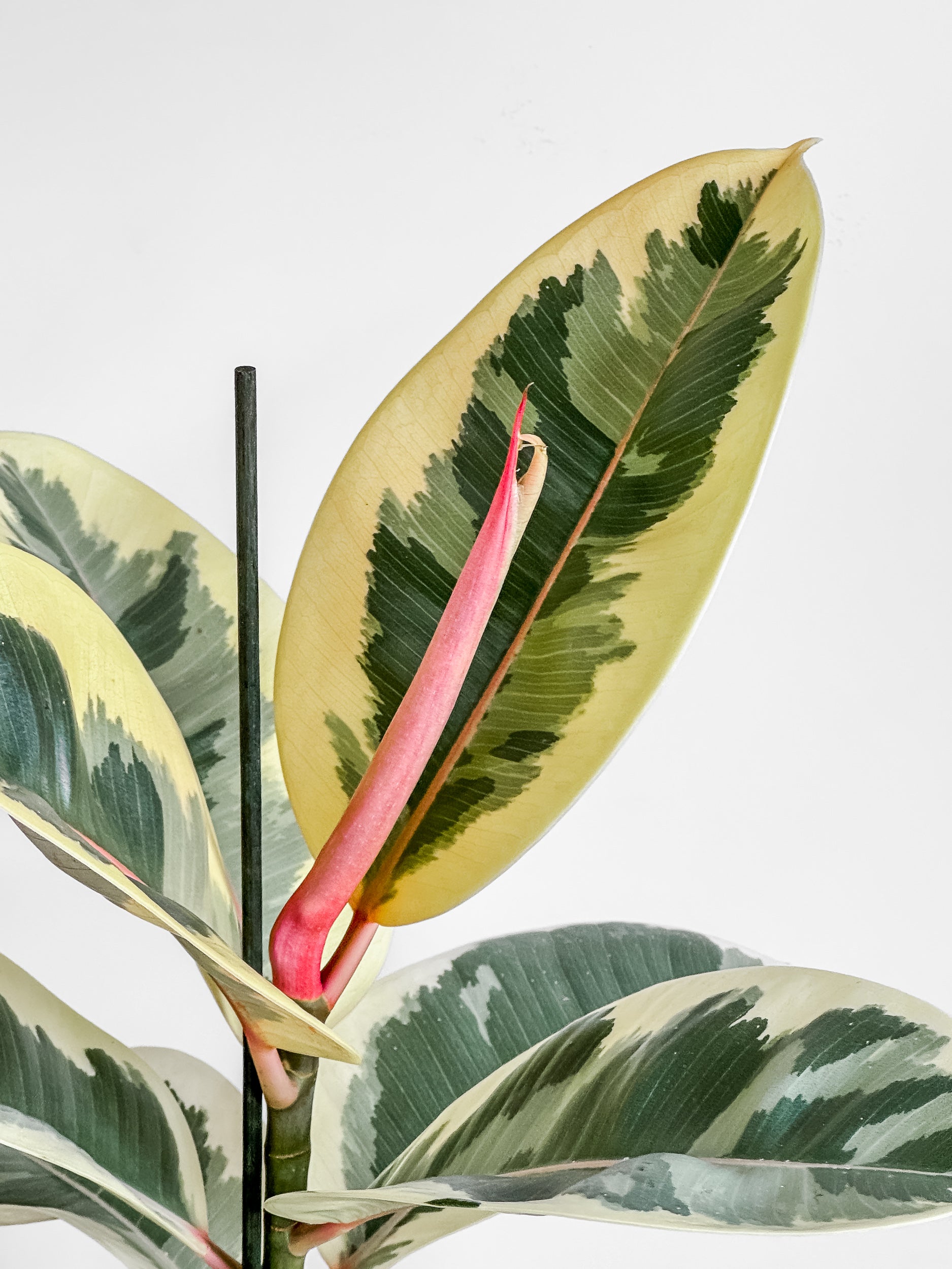 Ficus Elastica Tineke Buy Indoor Plants Delivery NZ wide Johnny