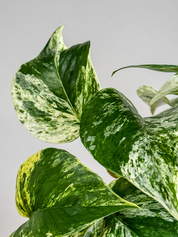 Marble Queen - Pothos