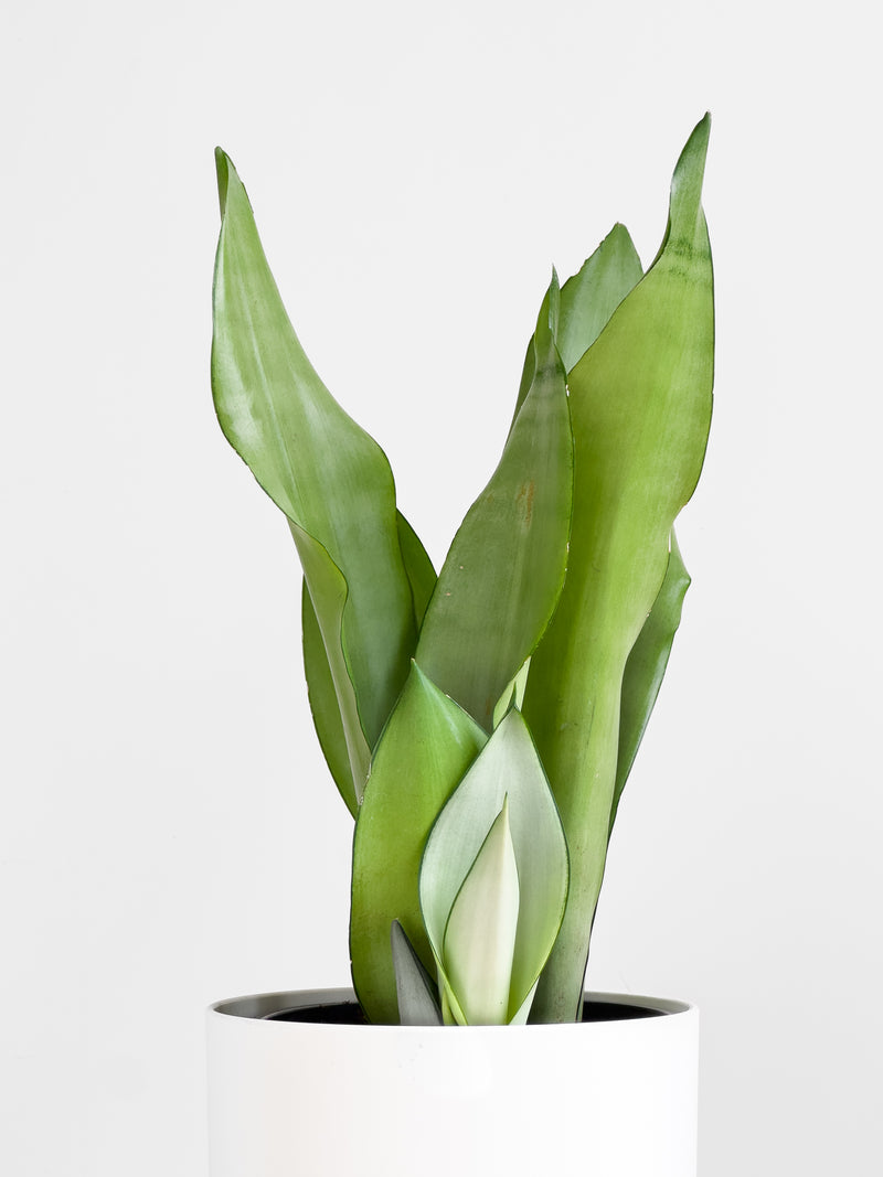 sansevieria nz Sansevieria Moonshine – Johnny Jungle