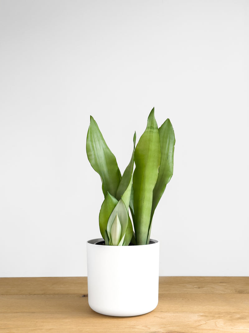 sansevieria moonshine nz Sansevieria Moonshine – Johnny Jungle