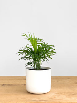 parlor palm nz Chamaedorea Elegans – Johnny Jungle