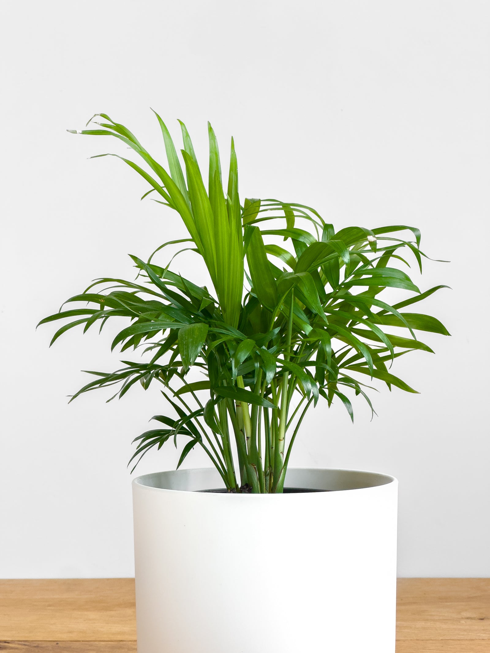 parlor palm nz Chamaedorea Elegans – Johnny Jungle