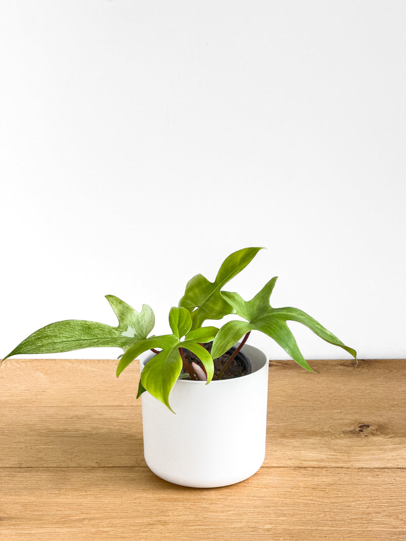 philodendron florida nz Philodendron Florida Ghost – Johnny Jungle