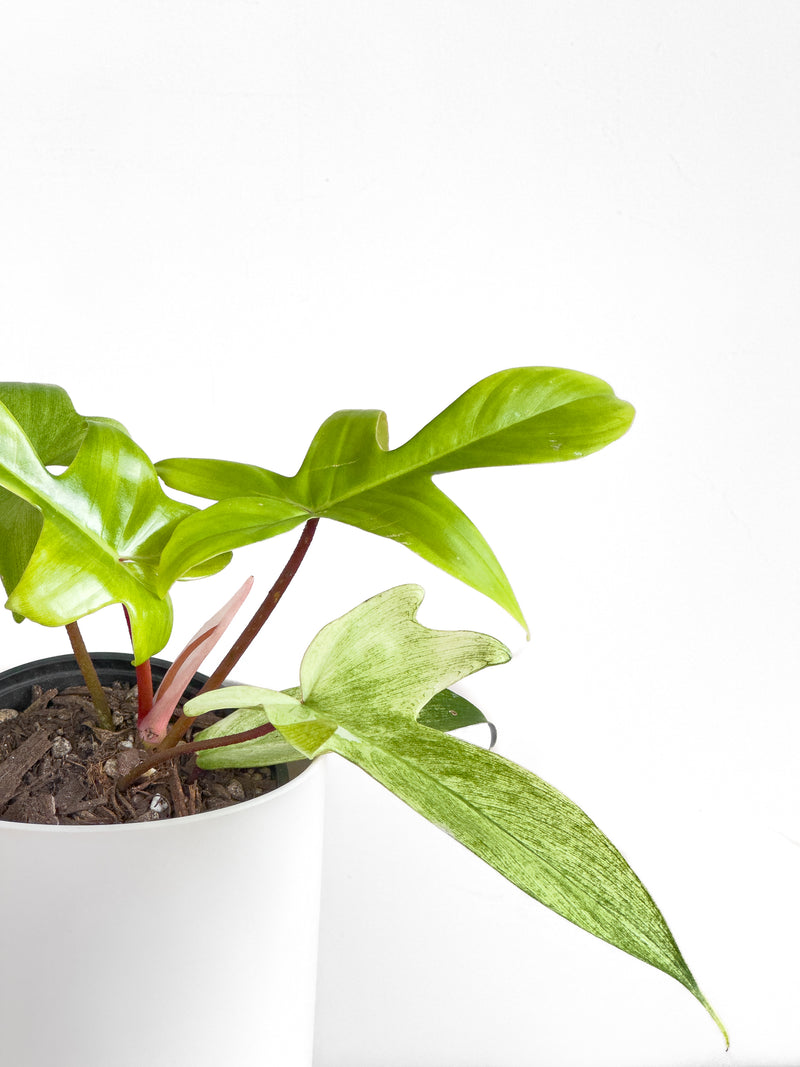 philodendron florida nz Philodendron Florida Ghost – Johnny Jungle